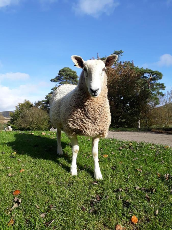 Beautiful Traditional Secluded Country Cottage Sanquhar Luaran gambar